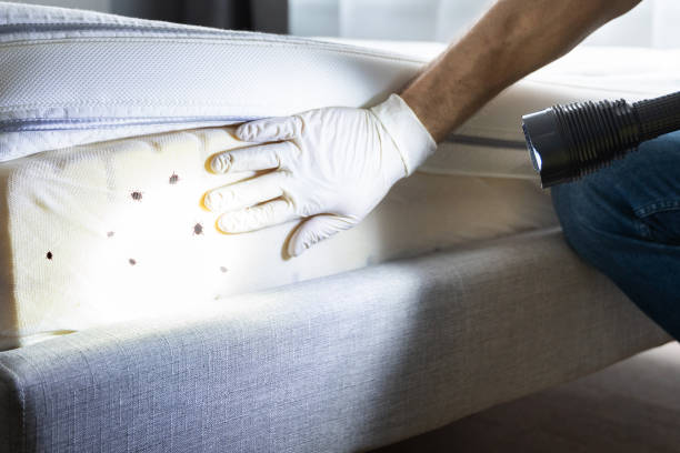 Best Affordable Pest Control Services  in Gorman, NC
