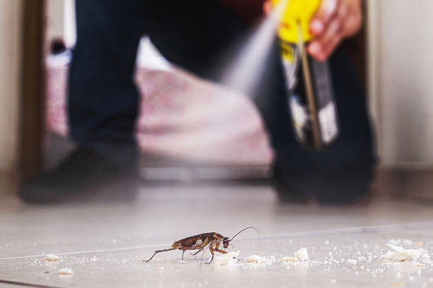 Best Affordable Pest Control Services  in Gorman, NC